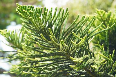 Close-up of pine tree