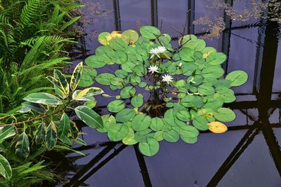 Close-up of green plant leaves floating on water