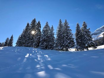 Snow covered pine trees against clear blue sky