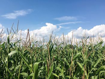 Scenic view of field against cloudy sky