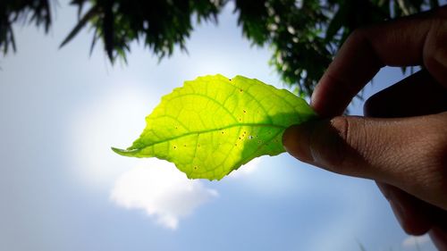 Close-up of person holding maple leaves against sky