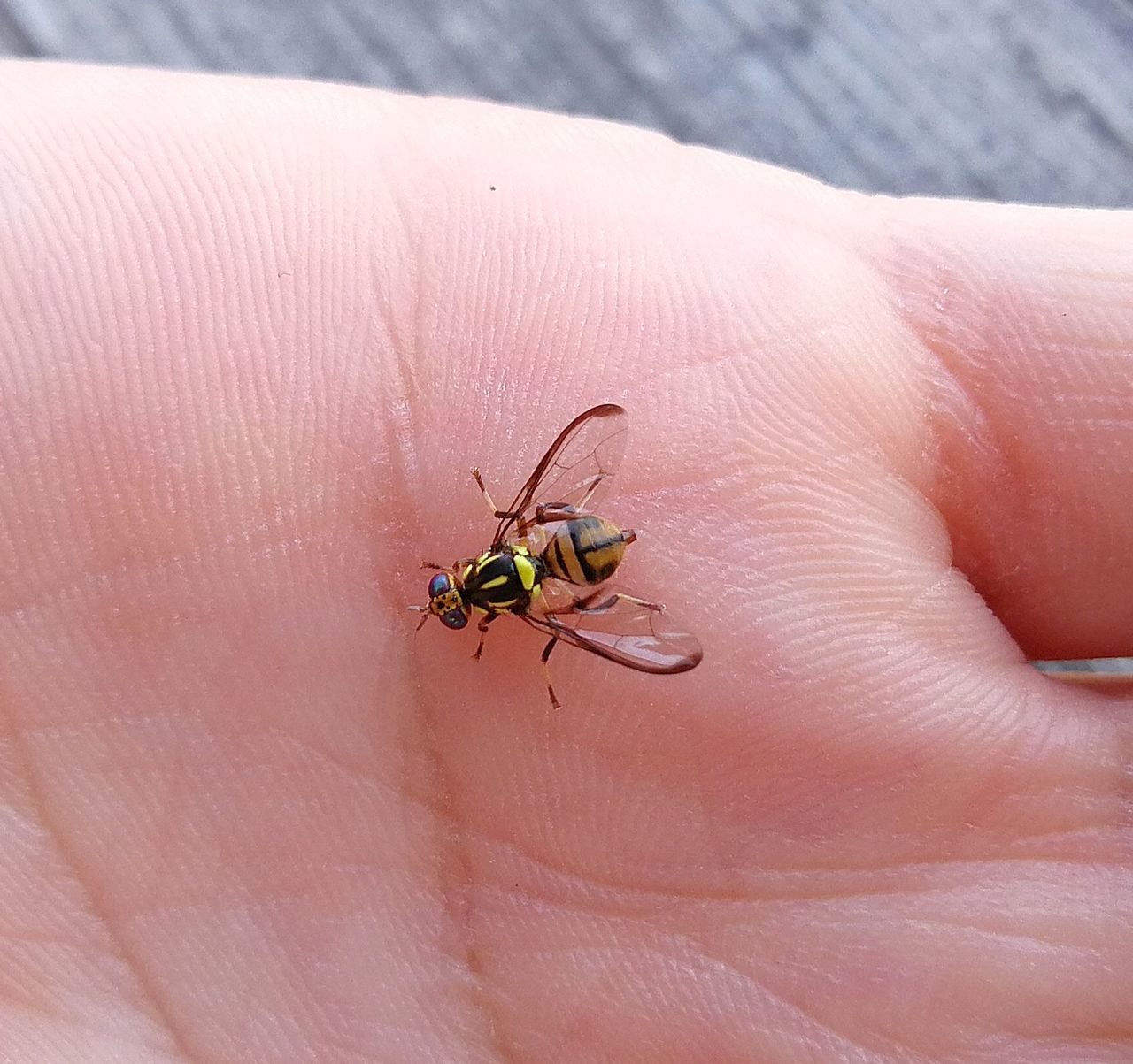 hand, animal themes, animal wildlife, animal, insect, one animal, one person, wildlife, close-up, finger, holding, macro photography, day, focus on foreground, human skin, pest, outdoors, nature