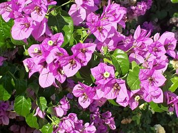 Close-up of pink hydrangea blooming outdoors