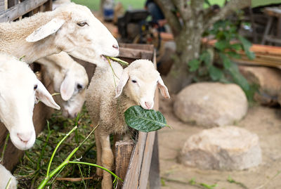 Cute little lamb eating herb at petting zoo.