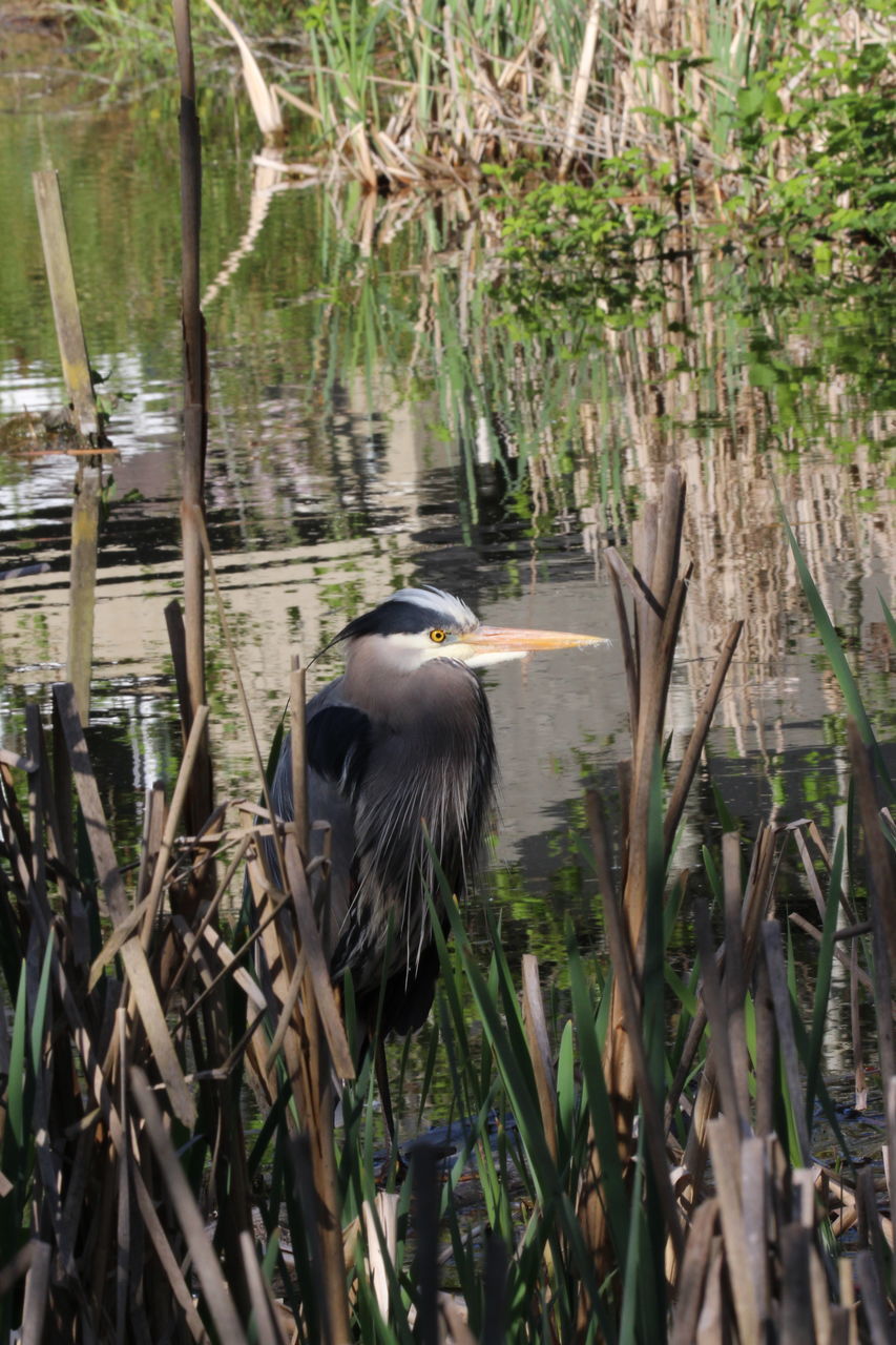 VIEW OF BIRD PERCHING ON TREE