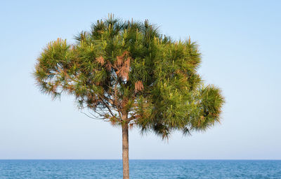 Coconut palm tree by sea against clear sky