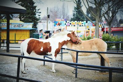 Horses standing by railing