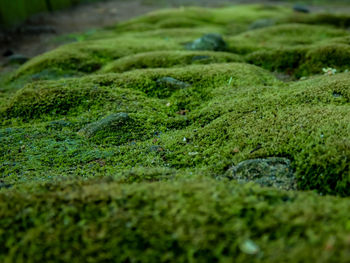 Close-up of moss growing on rock