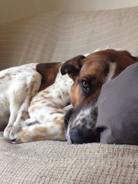 Close-up portrait of dog resting on sofa at home