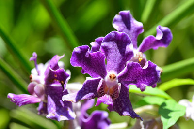 Close-up of purple flowering plant