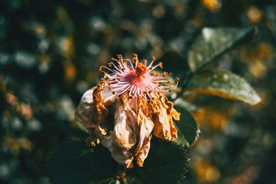 Close-up of wilted flower