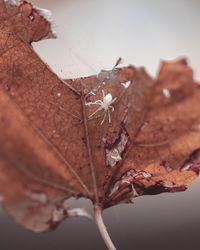 Close-up of dry maple leaves on tree