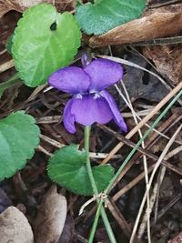 Close-up of purple flower