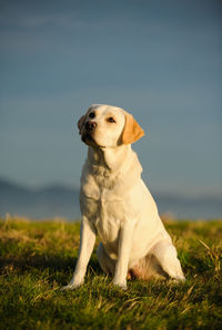 Close-up of dog sitting on field against sky