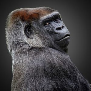 Portrait of gorilla