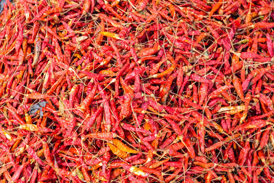 Full frame shot of red chili peppers