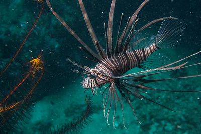 Close-up of jellyfish swimming in sea