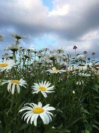 Close-up of white flowering plants on field