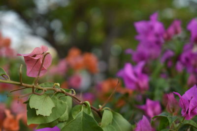 Close-up of bougainvillea blooming outdoors