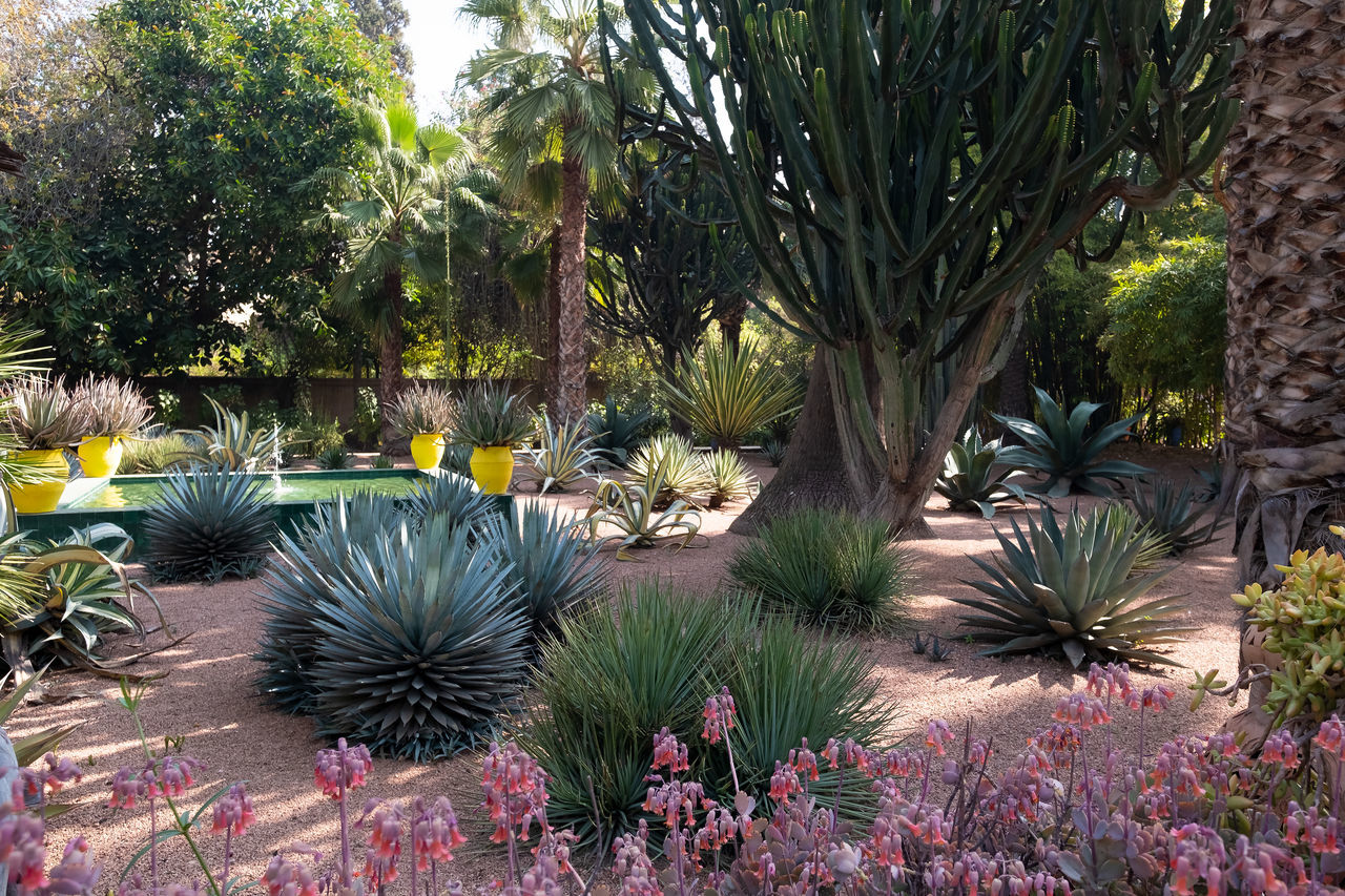 CACTUS GROWING IN GARDEN