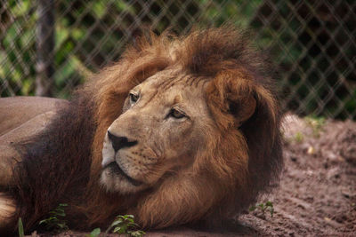 Adult male african lion panthera leo can be found in most of sub-saharan african 