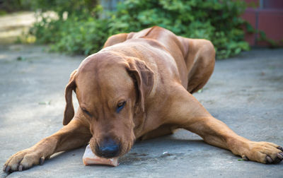 Dog eating bread