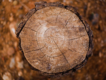 Close-up of tree stump