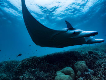 Close-up of manta rasy swimming in sea