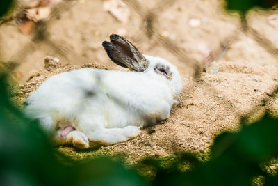 High angle view of rabbit on field