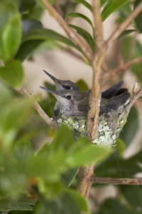 Hummingbirds on nest