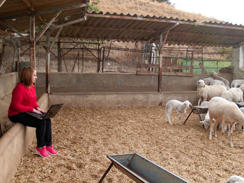Young woman holding laptop looking at sheeps on farm