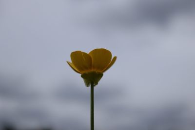 Close-up of yellow flowering plant