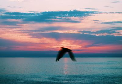 Blurred motion of silhouette bird flying over sea against sky during sunset