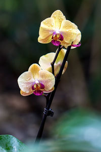 Close-up of orchid