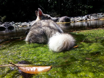 Close-up of sheep in water