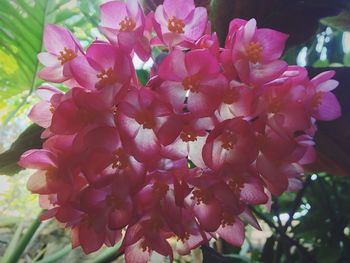 Close-up of pink flowers blooming outdoors