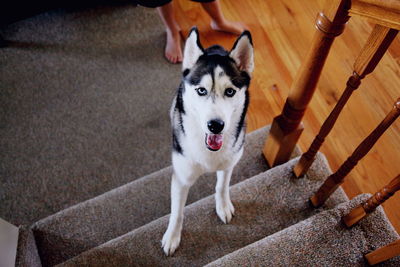 Portrait of husky on staircase