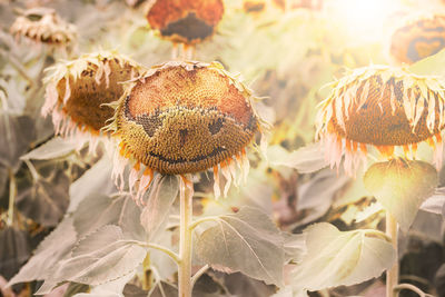 Close-up of wilted flowers on plant