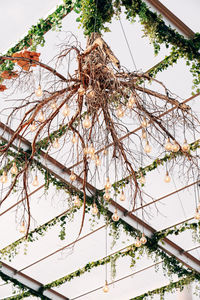 Low angle view of plant against sky