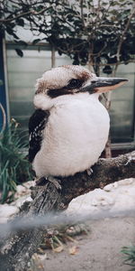 Close-up of bird in nest