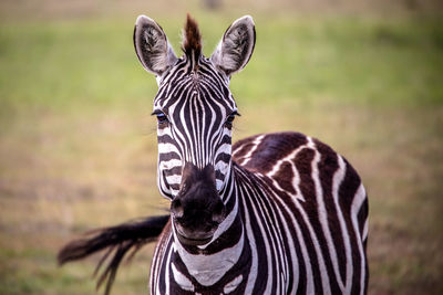 Close-up portrait of a zebra