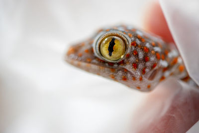 Close-up of human hand