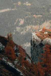 Pine trees in forest during autumn