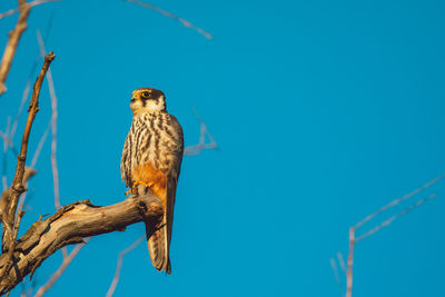 Low angle view of eagle perching on branch against blue sky