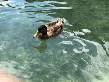 High angle view of duck swimming on lake