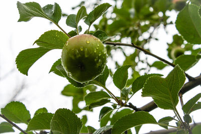 Low angle view of fruits on tree