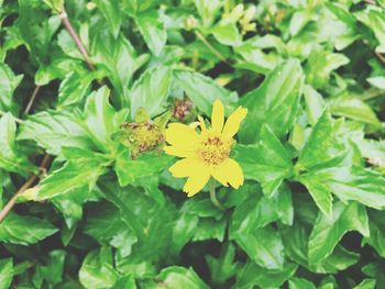 Close-up of insect on yellow flower