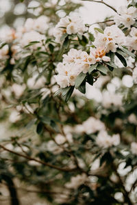 Close-up of cherry blossoms in spring