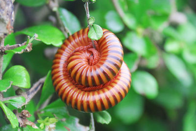 Close-up of snail on leaf