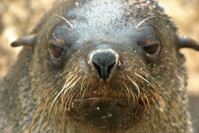 Close-up portrait of a animal